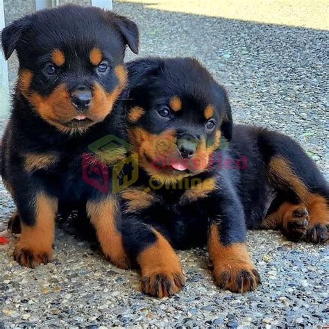 rottweiler pup for sale|rottweiler puppies for 100 dollars.